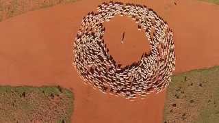 The Art Of Sheep Movement