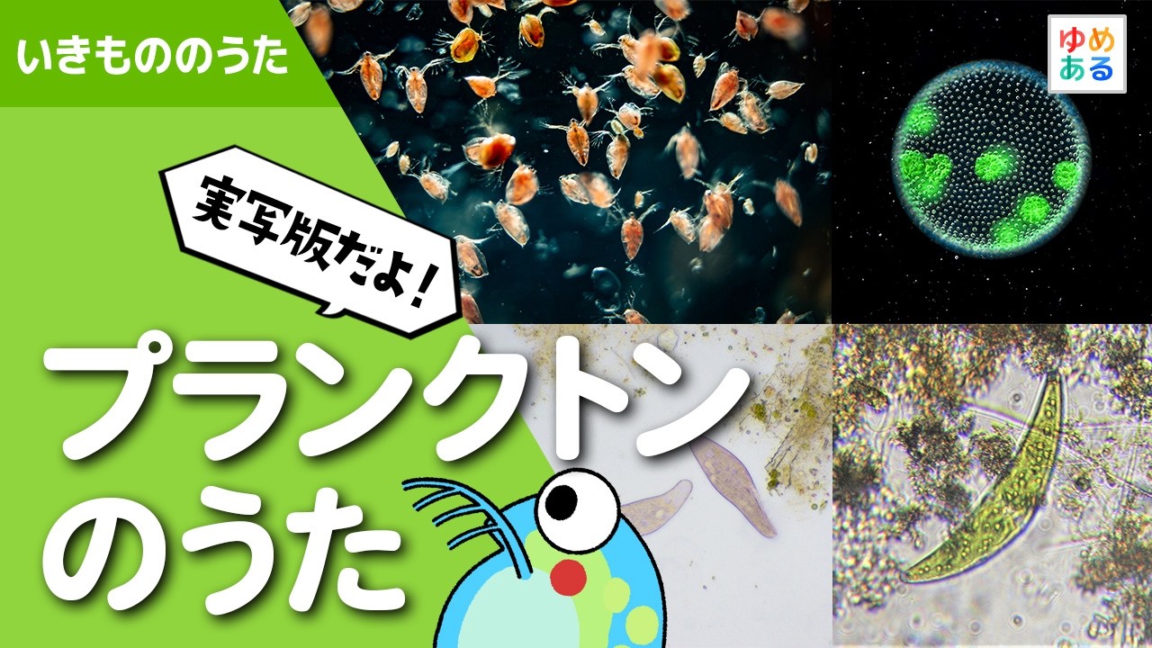 【実写版】プランクトンのうた