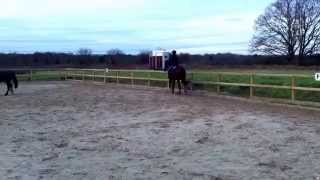 Flat Work on Louie