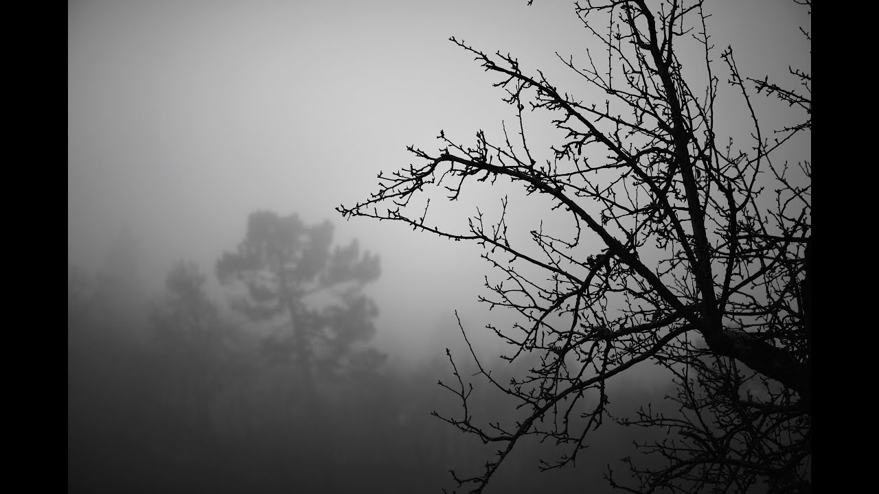 NIKON Df - IMMERSO NELLA NEBBIA by  ITALO  ZEPPONI