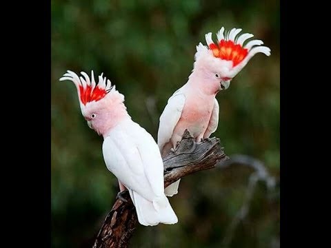 cockatoo parrot for sale cockatoo parrot for sale