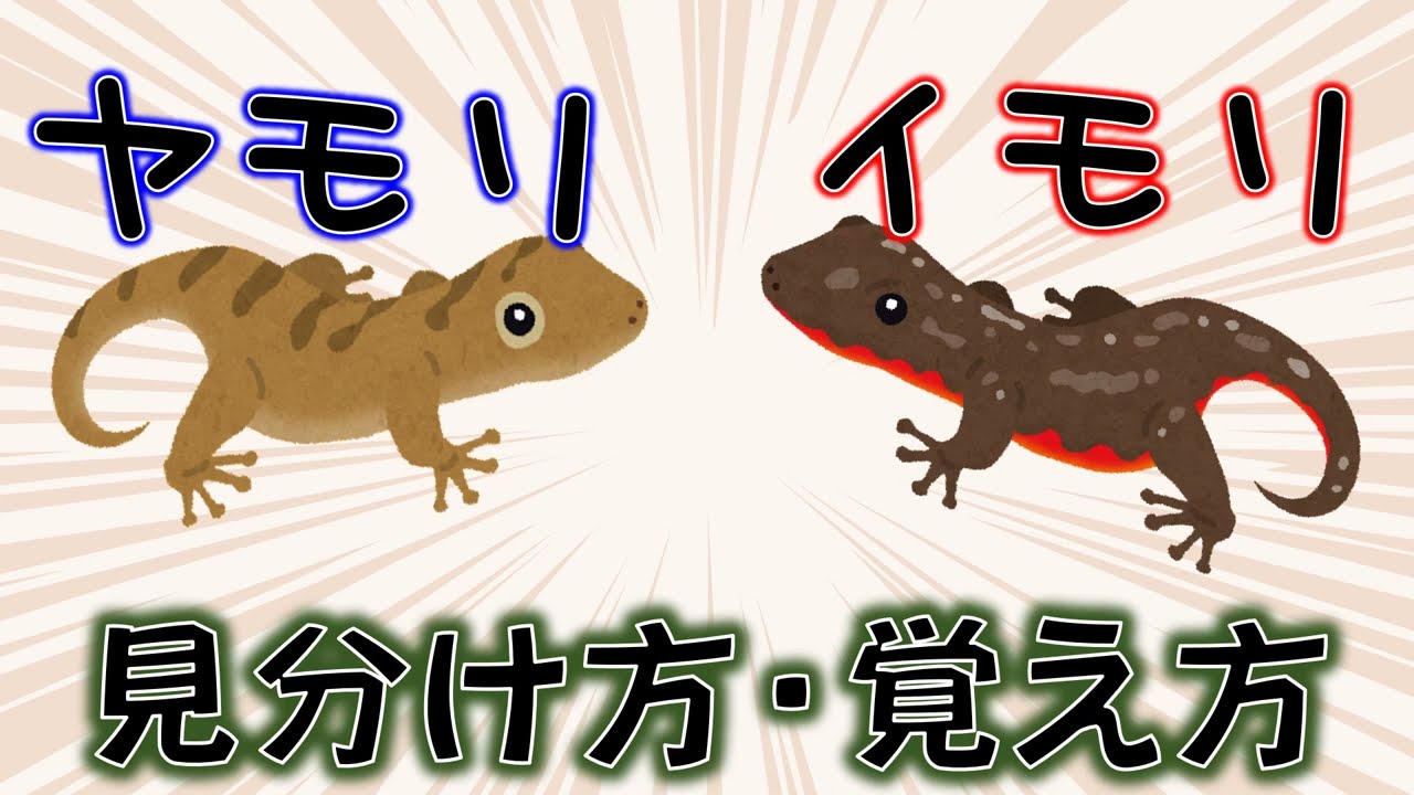 イモリ と ヤモリ の 違い