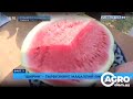 В Узбекистане появился новый сорт арбуза