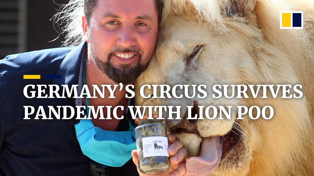 Circus in Germany survives during the Covid-19 pandemic by turning lion poo into ‘gold’