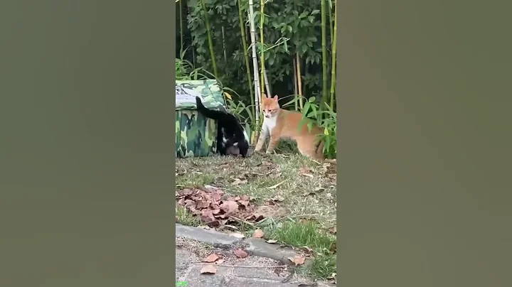 Video 11127531: kitten meowing, funny cat live, funny baby cats