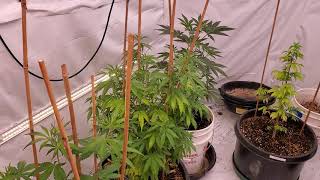 12-2-20 grow update
