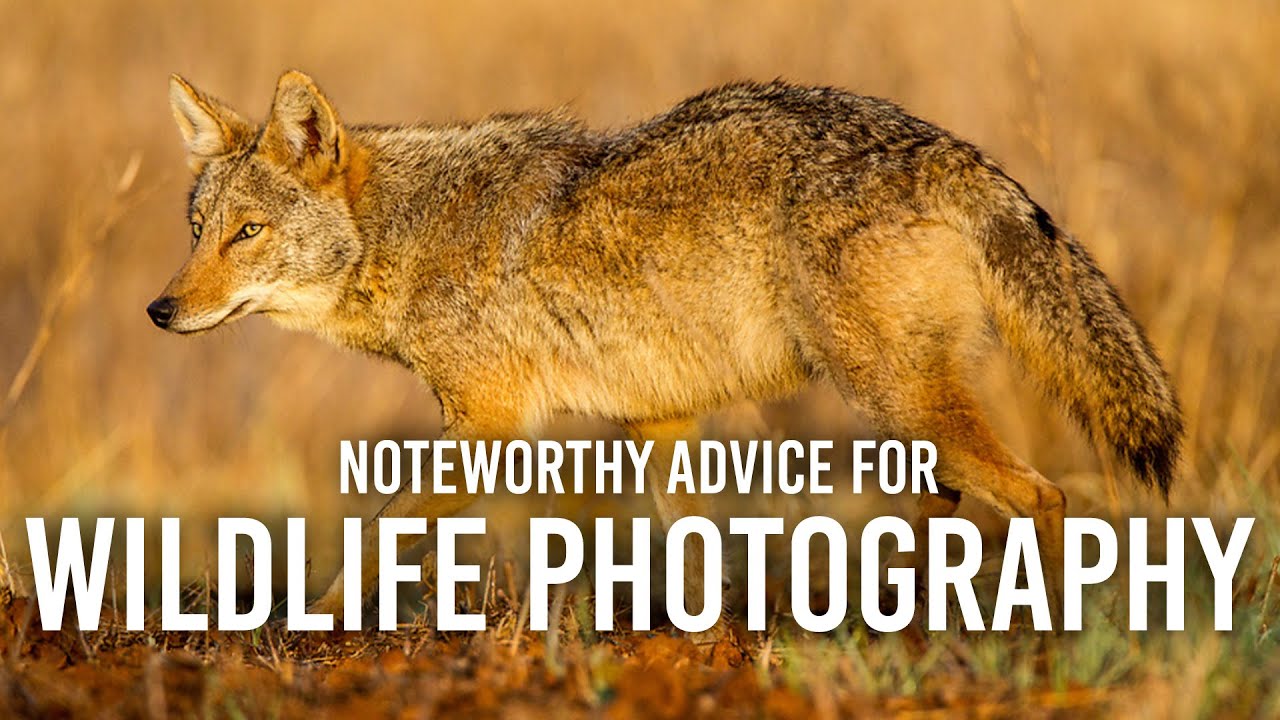 Noteworthy Advice for Wildlife Photography