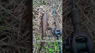 Pecah Perawan ,,Reel Bc Ajiking Atom Max .. Lure Sp