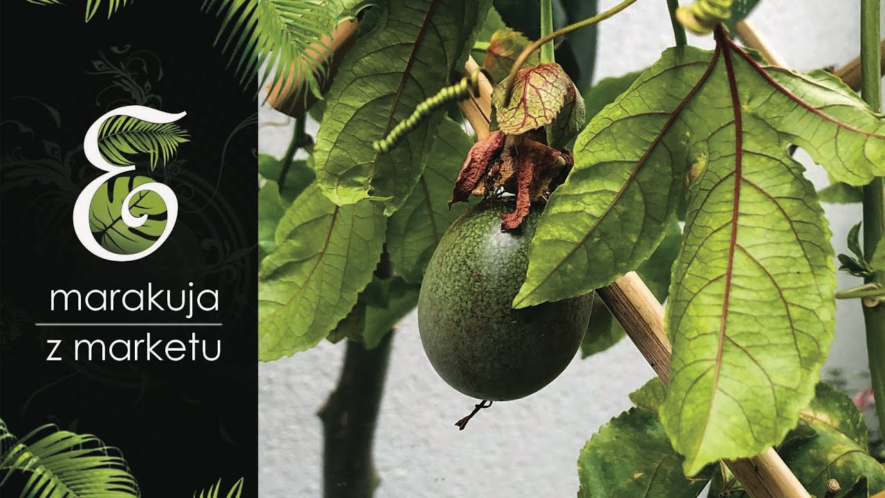 Marakuja czyli pasiflora. Kwiat męki pańskiej. Pnącze z marketu. Przesadzanie i nowa podpora.