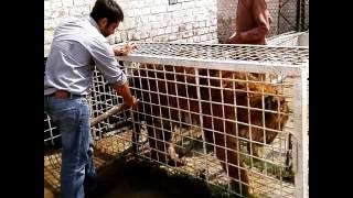 How to give injections in tigers