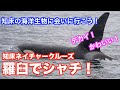 【北海道・羅臼町】知床ネイチャークルーズでシャチとの出会い!