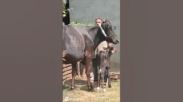ام الدكر 201281389528 