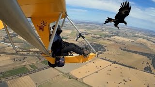 More Wedge Tailed Eagle Encounters