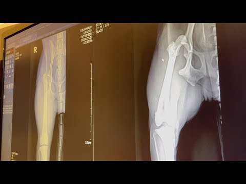<strong>Mocha</strong>&amp;#39;s second surgery in a year..
