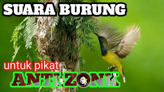 SUARA BURUNG UNTUK PIKAT ANTI ZONK