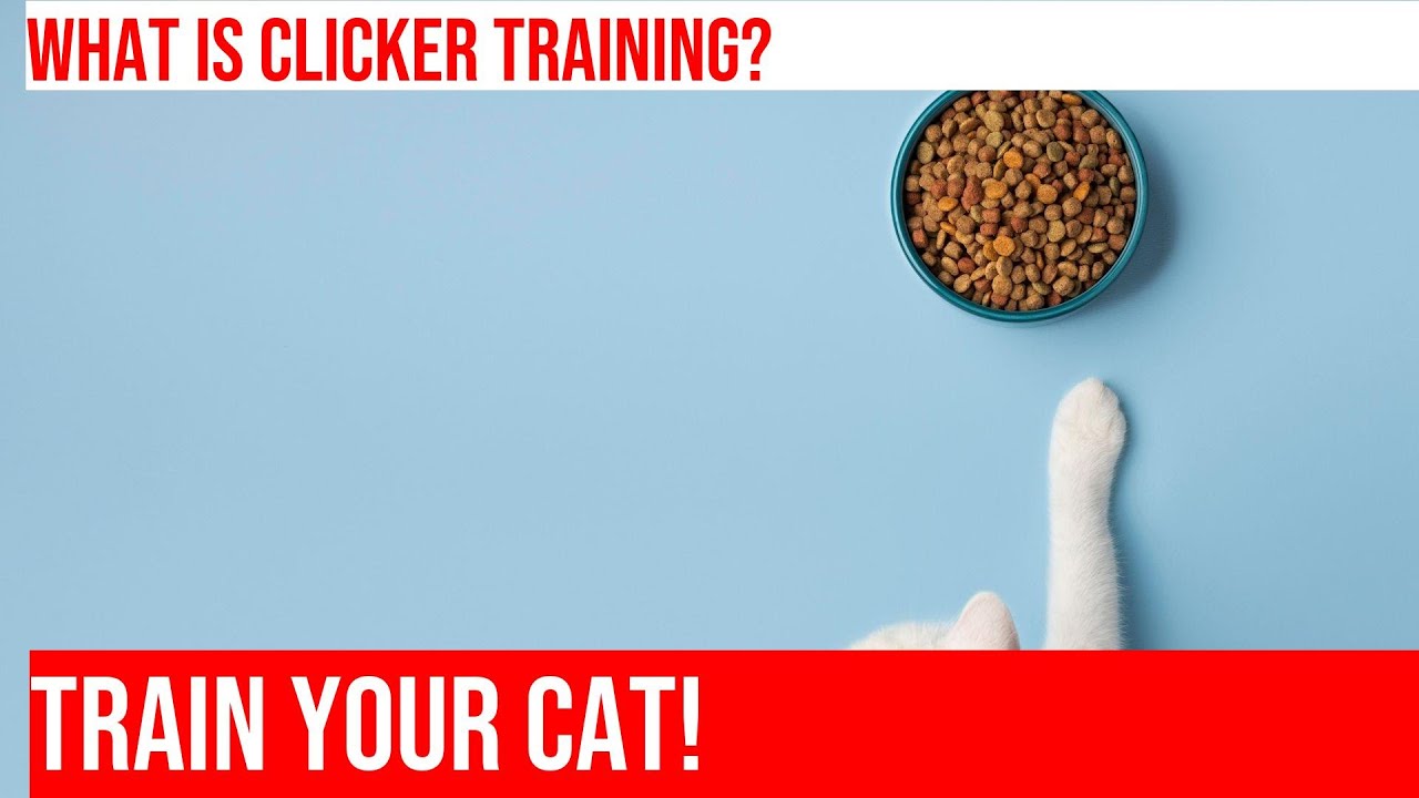 Clicker Training for Cats: Teach Your Feline Friend New Tricks!