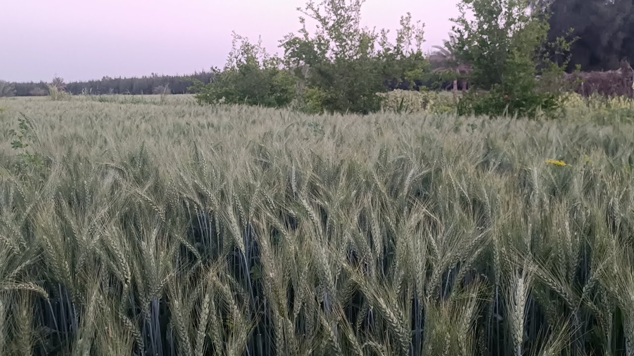 ست فدادين 4 ملك وثلاثه مربوطين للملك ارض زراعيه من الدرجه الاولى الاسماعيليه ابو خليفه منطقه ابو طفي