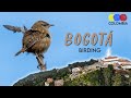 Best birding spots in bogot  colombian travel guide