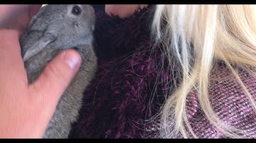 Duck brooder install - BABY DUCKS!