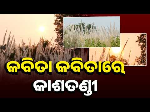 ନବରାତ୍ର ଆଗମନର ବାର୍ତ୍ତା ଦେଉଥିବା କାଶତଣ୍ଡୀକୁ ନେଇ ମୁଠା ମୁଠା କବିତାର ଗୁଚ୍ଛ #knewsodisha