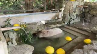 【LIVE】カピバラの長風呂対決 Capybara long bathing competition