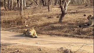 #sasangirwildlife#asiaticlion#lionsighting#