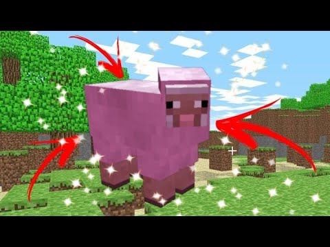 Como encontrar a ovelha rosa no minecraft - YouTube