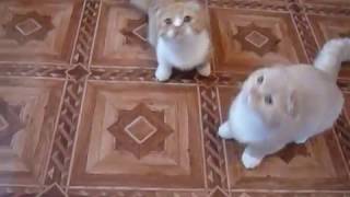 P1200610 МАНЧКИН - КОТЯТА ПРОДАЮТСЯ !!! P1200610 МАНЧКИН - КОТЯТА ПРОДАЮТСЯ !!!