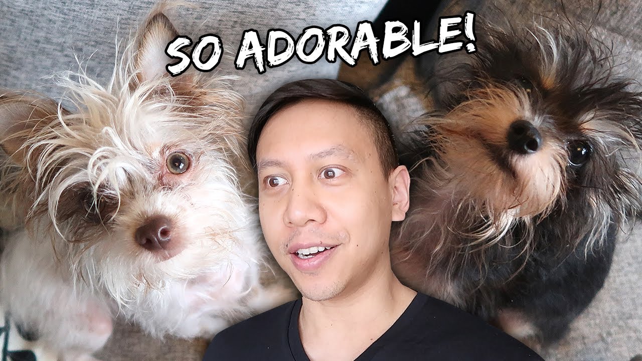 Caring For Two Puppies For The Day | Vlog #956