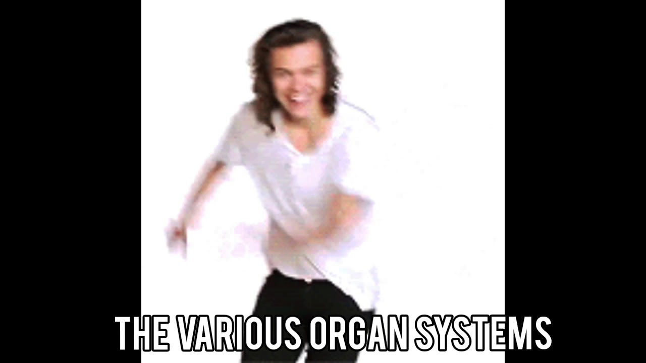 Biosong The Organ Systems Team 3 203