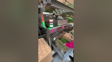Semi-automatic avocado 🥑 packing @packlinetech #agriculturetechnology @tomra