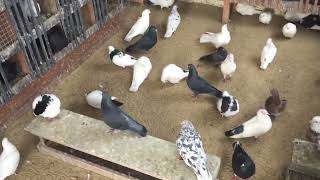 #Pigeons.Ответы на вопросы голубятников.