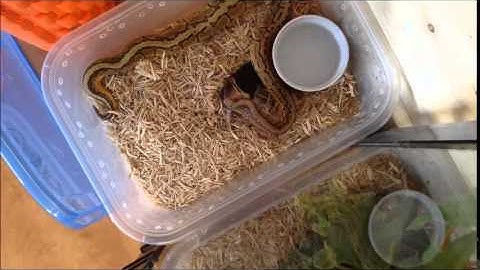Baby Lemon Blast Ball Python - Feeding