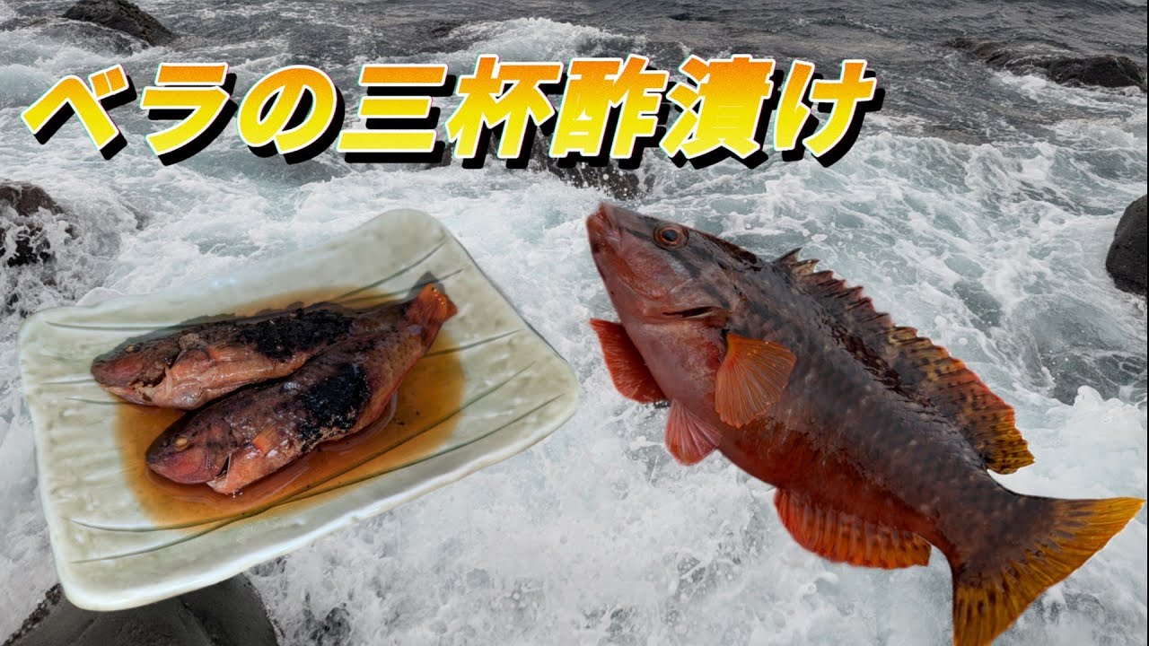 【カゴ釣り＆フカセ釣り】釣ったベラを三杯酢漬けにして食べたら美味しかった