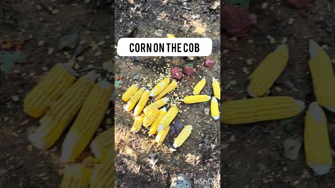 Which bait do you like to use? 