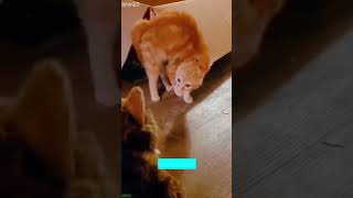 Happy Cat fails in the cutest way - Funny Clips 🔥 Internet Breaker!