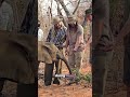 Bill & Tom Kaulitz Meet Rescued Elephants 🐘