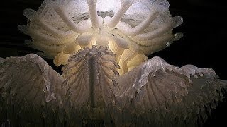 ОЧЕНЬ ИНТЕРЕСНО! Гиганты МИРА МЕДУЗ! Документальные фильмы, фильмы про животных ОЧЕНЬ ИНТЕРЕСНО! Гиганты МИРА МЕДУЗ! Документальные фильмы, фильмы про животных
