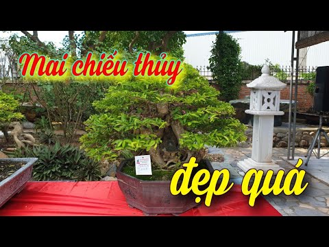 Video SH.4322. Cây Mai Chiếu thủy đẹp quá.Trưng bày giao lưu... - youtube
