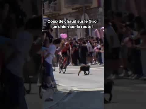 😳😳 Ça aurait pu mal finir cette irruption de chien ! #shorts #dog #cycling