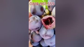 Túi Lưới Bọc Cam, Na Thái , Bơ , Lựu, Khổ Qua..v..v Túi Bọc Trái Cây Cao Cấp