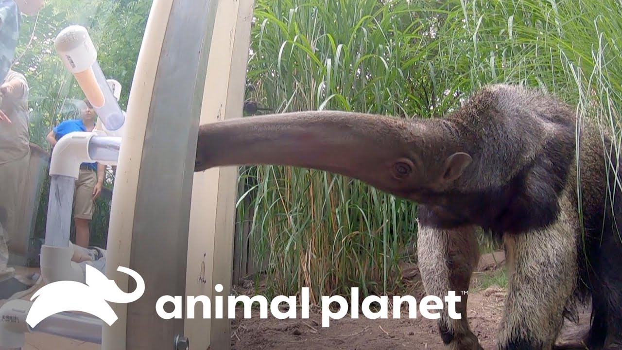 Ingeniosa exhibición para apreciar a osa hormiguera | El Zoológico del Bronx | Animal Planet