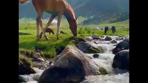 "سورة الفاتحة وسورة البلد بصوت الشيخ عبدالولي الأركاني"