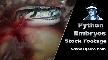 Python Embryo 01 Stock Footage
