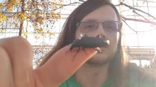 Learn All About Superworms