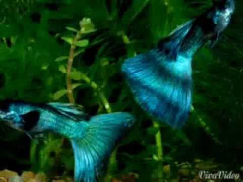 GUPPY BLUE MOSCOW YouTube