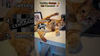 Ranking Orange 🍊 Cat Behaviour #shorts #funny