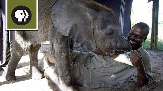 How Not To Feed A Baby Elephant
