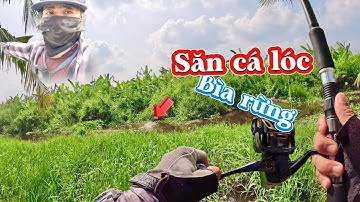 Săn cá lóc ở bìa rừng u minh hạ || câu cá lóc những ngày cận tết || du phan fishing