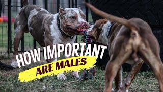 How Important are Male Dogs???